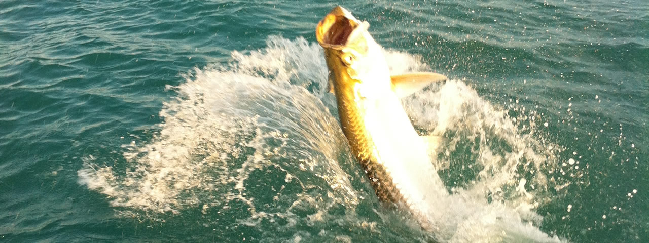 Florida Keys Fishing tarpon