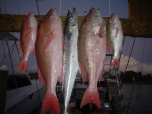 Catch from Fl Keys fishing charter to the reef
