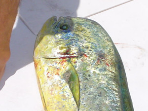 mahi mahi caught fishing in Marathon Florida Keys